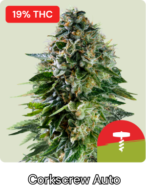 Corkscrew Auto Tyson-2